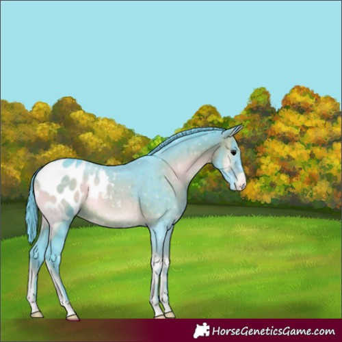Horse Color:Watercolor Brown Onyx Appaloosa 