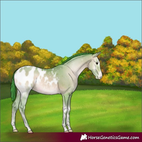 Horse Color:Watercolor Sable Champagne Onyx Appaloosa 