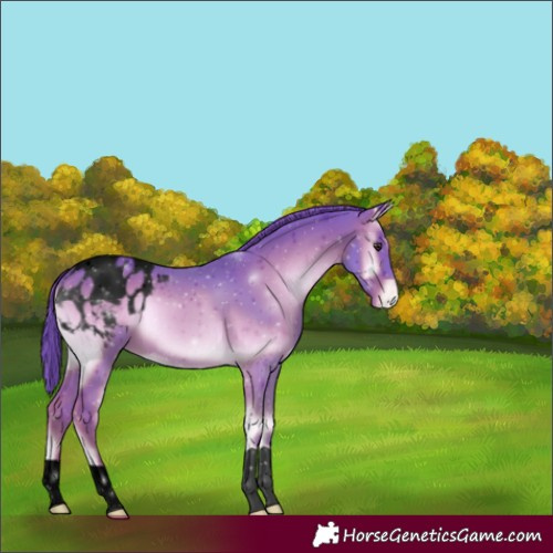 Horse Color:Void Watercolor Liver Red Onyx Appaloosa 
