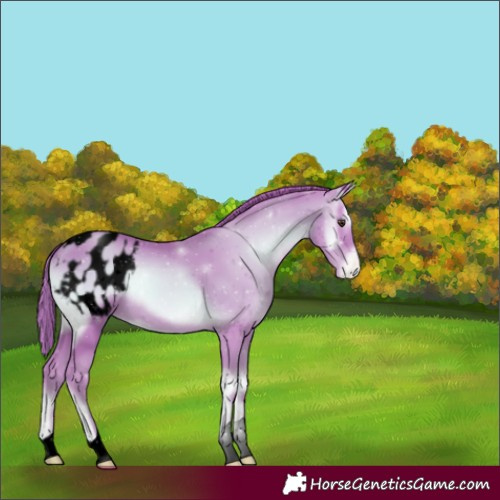 Horse Color:Void Watercolor Gold Champagne Onyx Appaloosa 