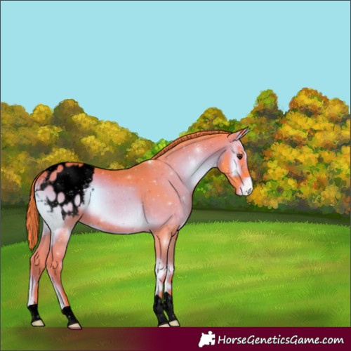 Horse Color:Void Watercolor Liver Red Onyx Appaloosa 