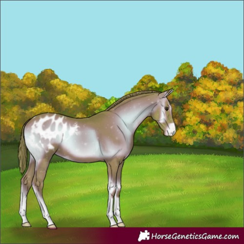 Horse Color:Watercolor Liver Red Onyx Appaloosa 