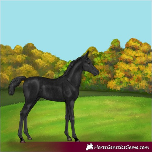 Horse Color:Void Blue Roan 