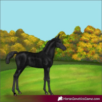 Horse Color:Void Blue Roan 