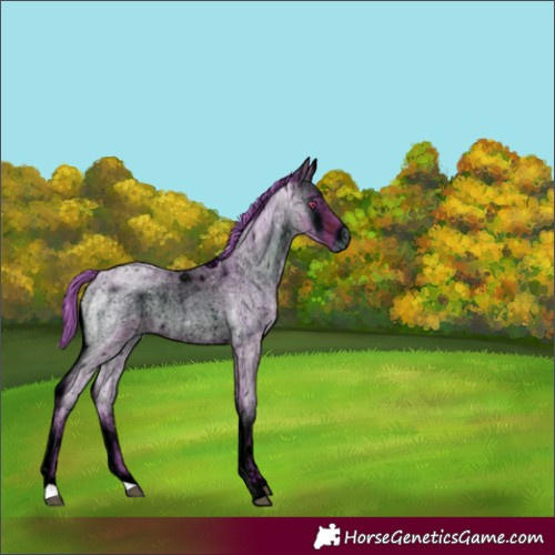 Horse Color:ERROR: UNKNOWN ANOMALY