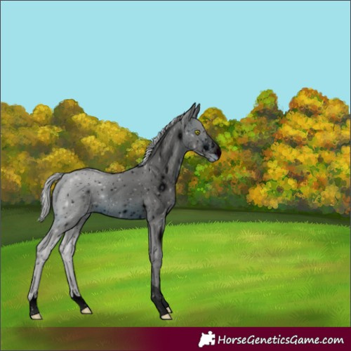 Horse Color:ERROR: UNKNOWN ANOMALY