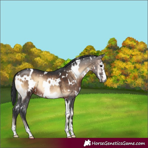 Horse Color:White Spotted Brown Onyx Rabicano 