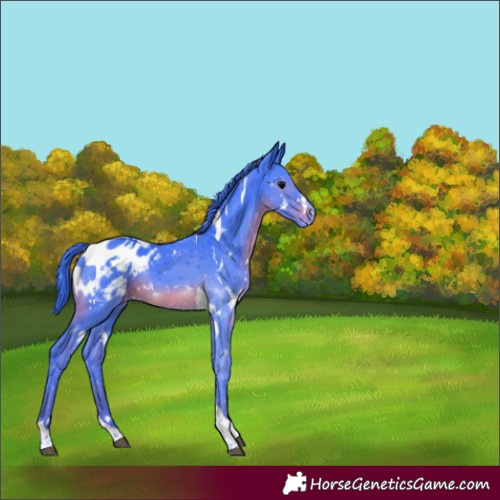 Horse Color:Watercolor White Spotted Black Tobiano Appaloosa Rabicano