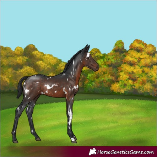 Horse Color:White Spotted Brown Rabicano 