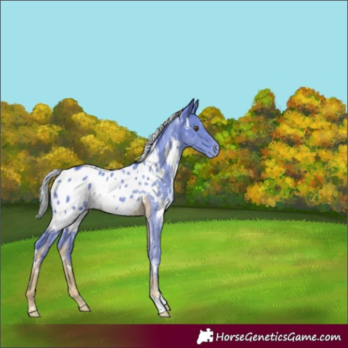 Horse Color:Watercolor White Spotted Chocolate Palomino Blanket Rabicano 