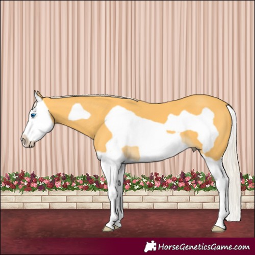 Horse Color:Palomino Splash Frame 