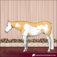 Horse Color:Palomino Splash Frame 