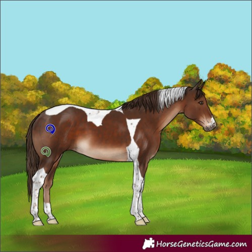 Horse Color:Liver Chestnut Tobiano 