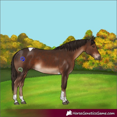 Horse Color:Liver Chestnut Tobiano 