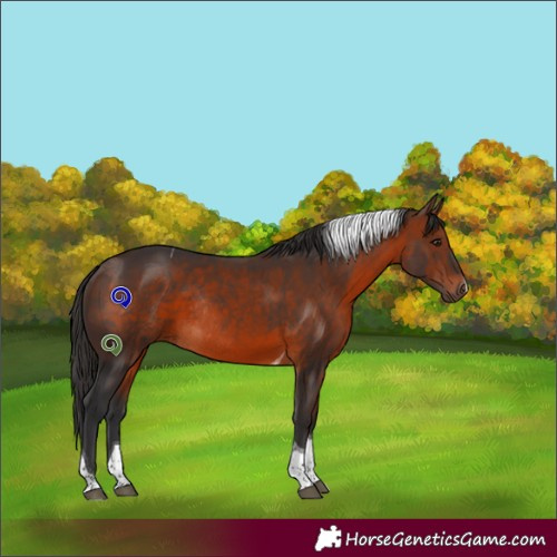 Horse Color:Brown Tobiano Rabicano