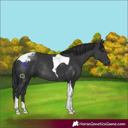 Horse Color:Black Tobiano Rabicano