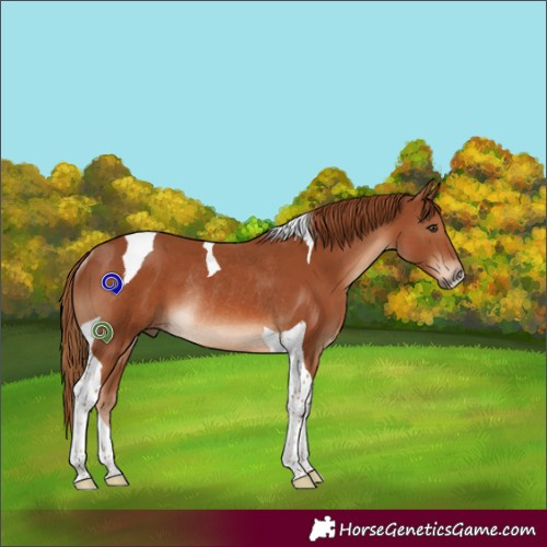 Horse Color:Chestnut Tobiano Rabicano