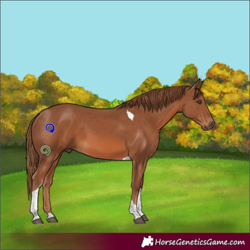 Horse Color:Chestnut Tobiano