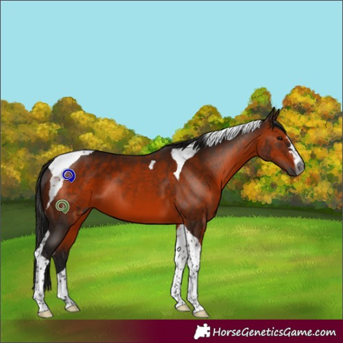 Horse Color:Gray Bay Tobiano 