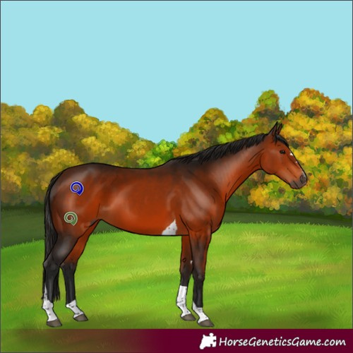 Horse Color:Gray Bay Tobiano