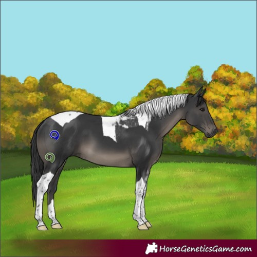 Horse Color:Black Tobiano
