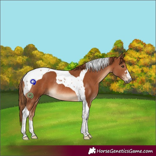 Horse Color:Chestnut Tobiano Rabicano