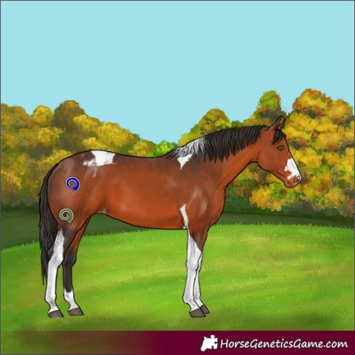 Horse Color:Bay Tobiano Blanket 