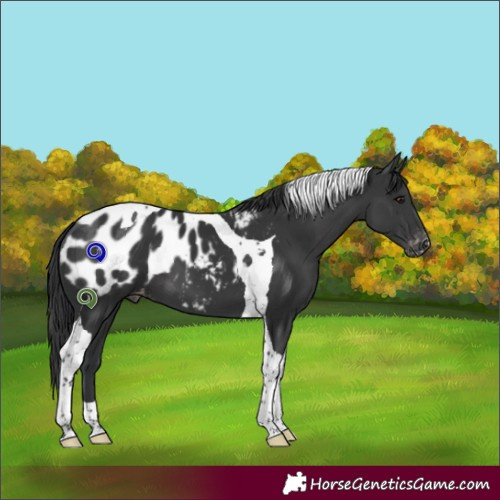 Horse Color:Black Tobiano Blanket