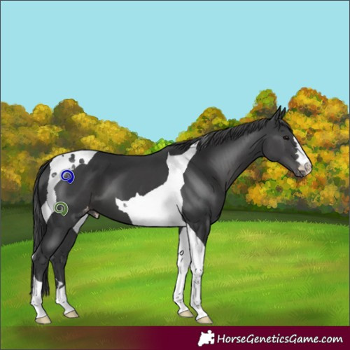 Horse Color:Black Tobiano Appaloosa 