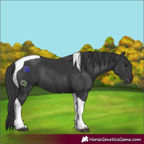 Horse Color:Black Tobiano Rabicano 