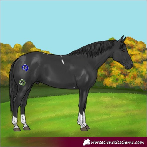 Horse Color:Black Tobiano 