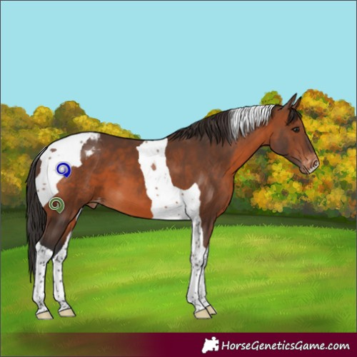 Horse Color:Brown Tobiano Appaloosa 