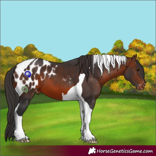 Horse Color:Brown Tobiano Appaloosa