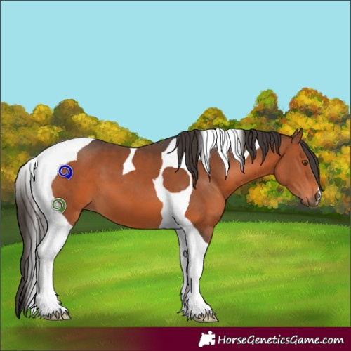 Horse Color:Bay Tobiano 