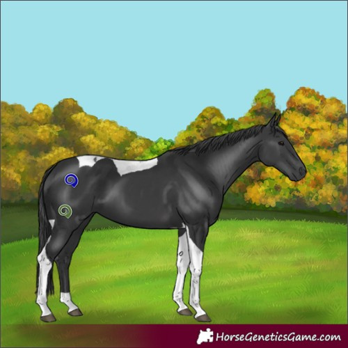 Horse Color:Black Tobiano 