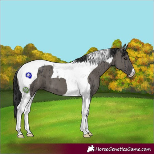 Horse Color:Grullo Tobiano Brindle 