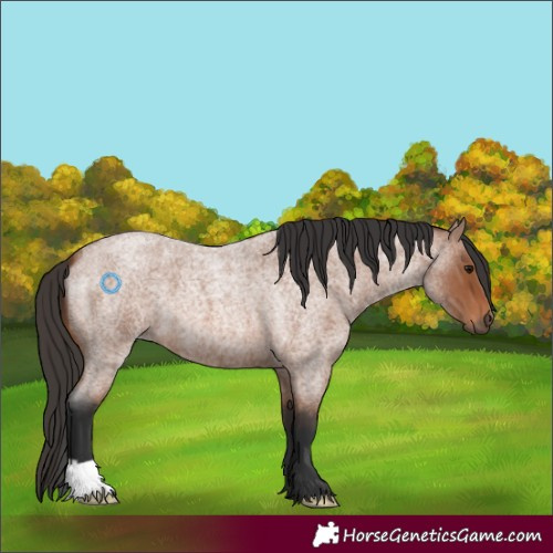 Horse Color:Unknown 