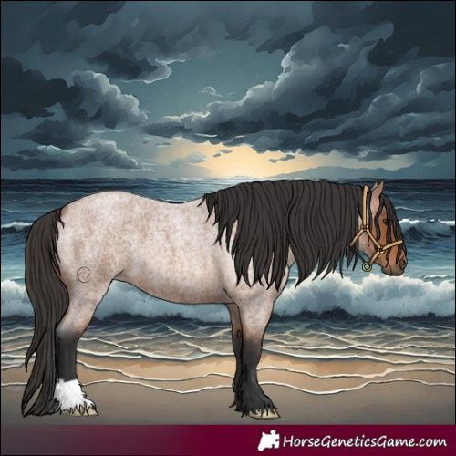 Horse Color:Bay Roan 
