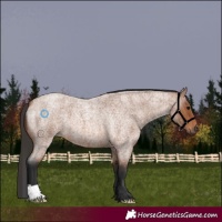 Horse Color:Unknown 