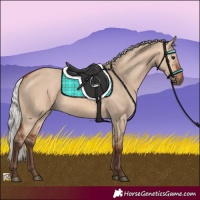 Horse Color:Silver Bay Dun 