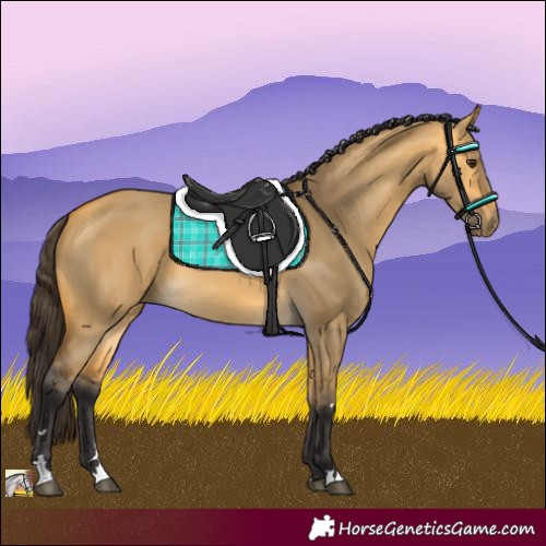 Horse Color:Buckskin Dun 