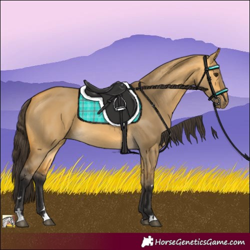 Horse Color:Buckskin Dun 