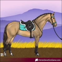 Horse Color:Buckskin Dun 
