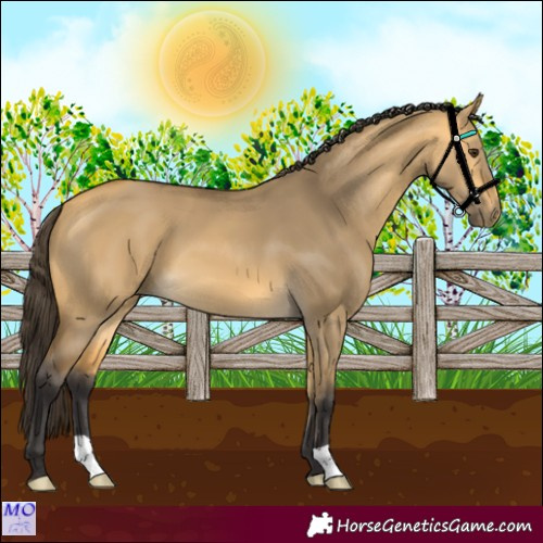 Horse Color:Buckskin Dun