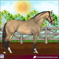 Horse Color:Buckskin Dun 