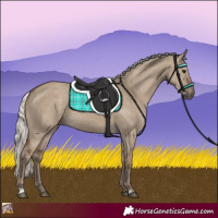 Horse Color:Silver Grullo