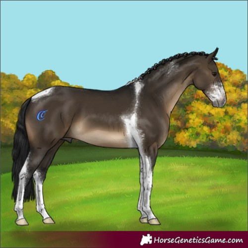 Horse Color:Gray Brown Dun Sabino Tobiano 