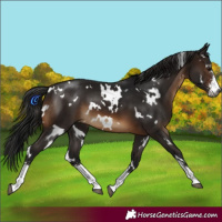 Horse Color:Gray White Spotted Brown Sabino 