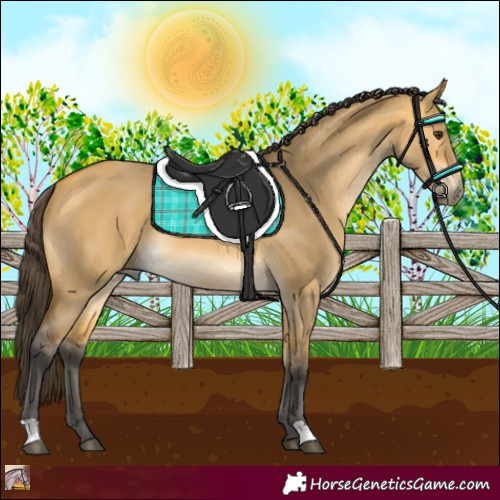 Horse Color:Buckskin Dun 