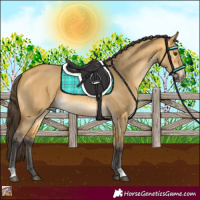 Horse Color:Buckskin Dun 